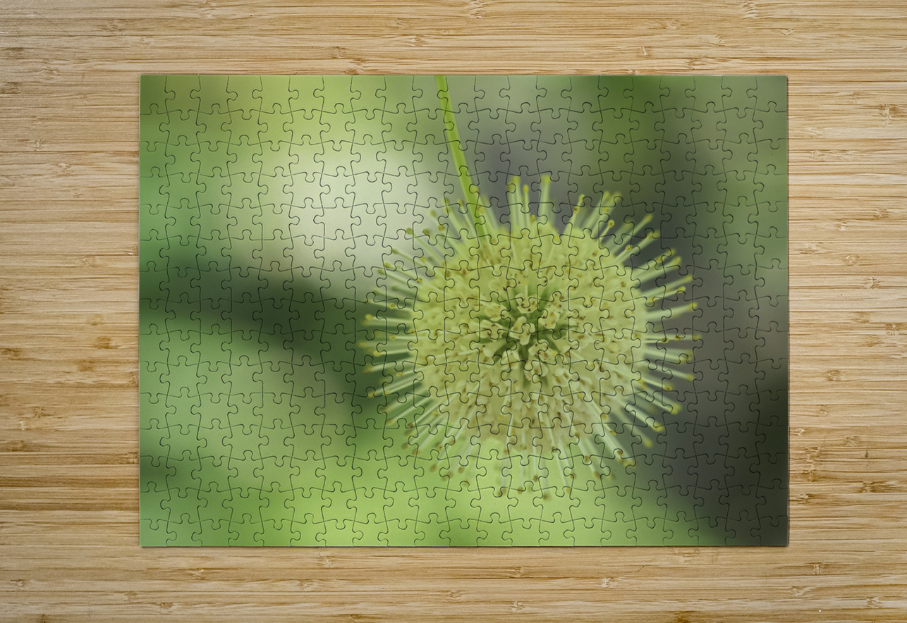 Cephalanthus Occidentalis Suzanne Bonin Puzzle printing