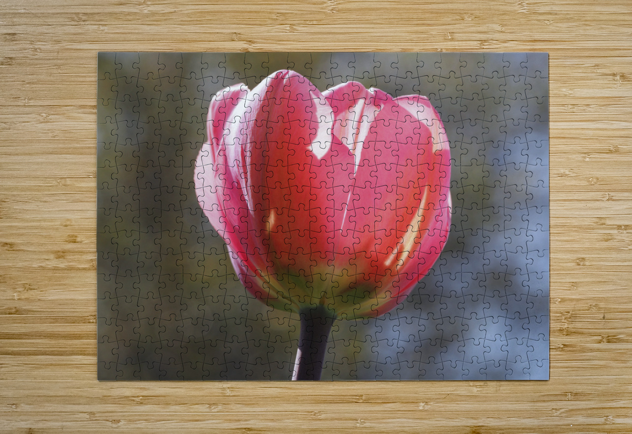Showy Tulip Suzanne Bonin Puzzle printing