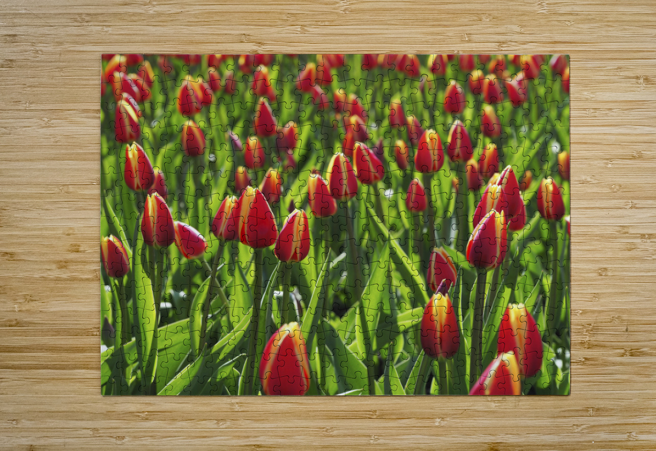 Tulip Background Suzanne Bonin Puzzle printing