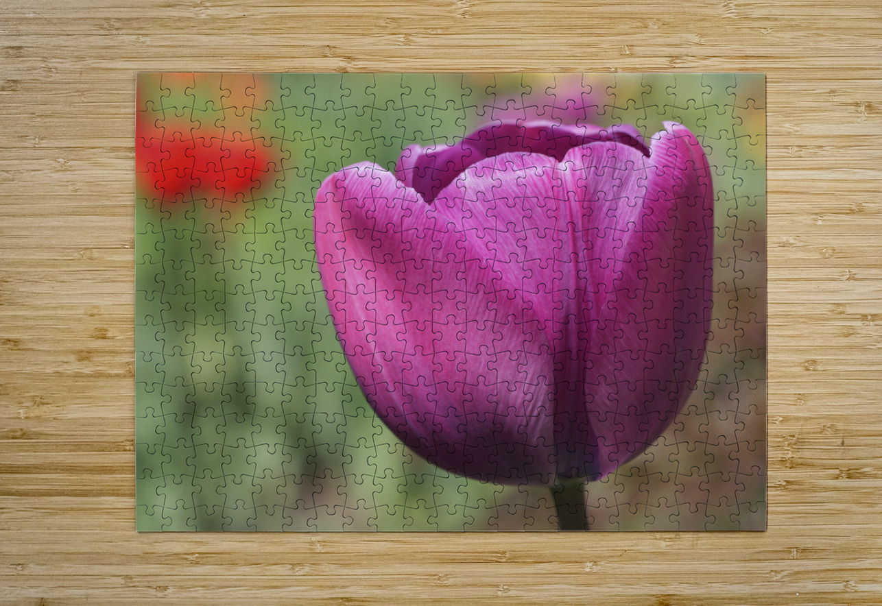 Big Purple Tulip Suzanne Bonin Puzzle printing
