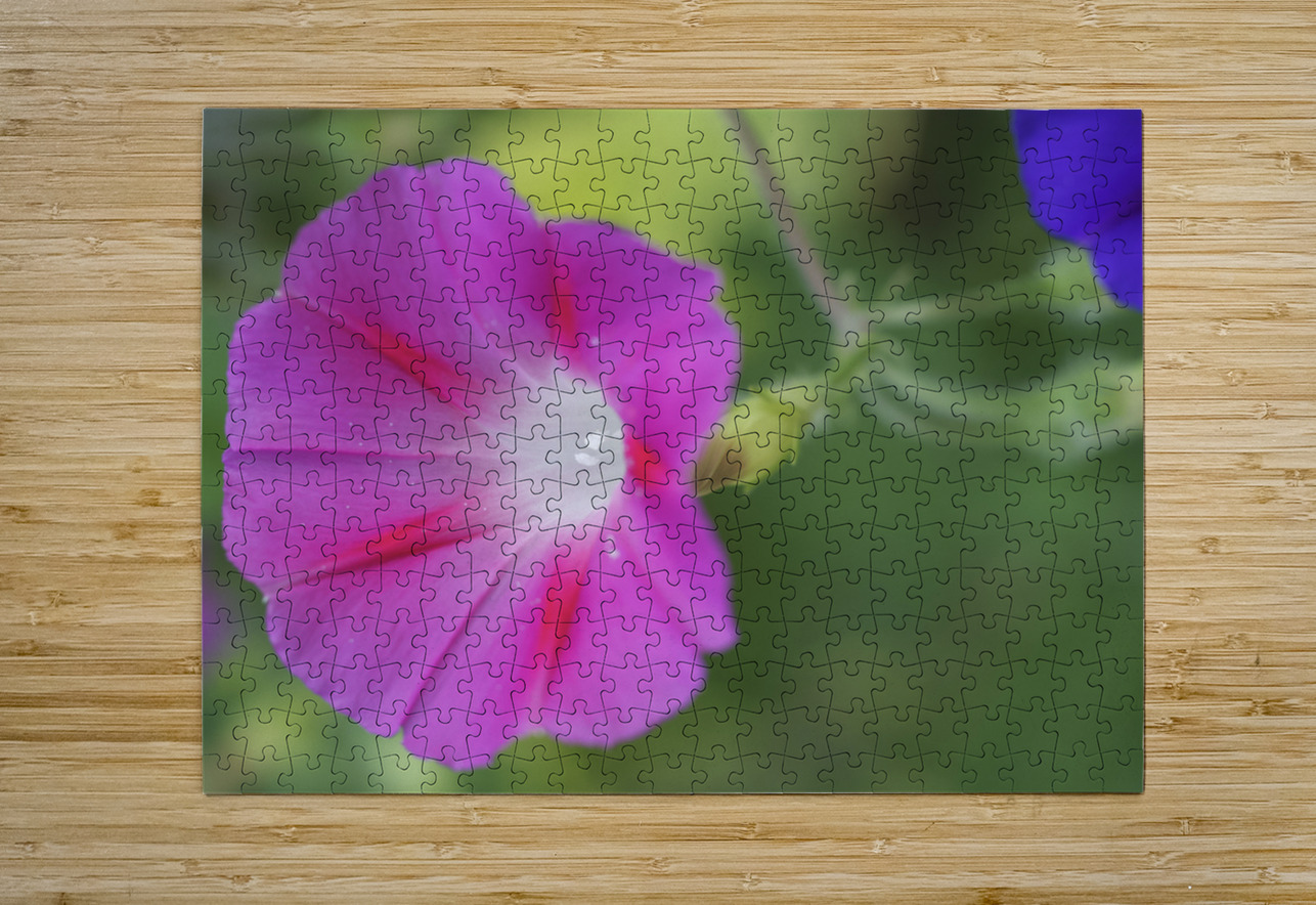 Pink Morning Glory Suzanne Bonin Puzzle printing