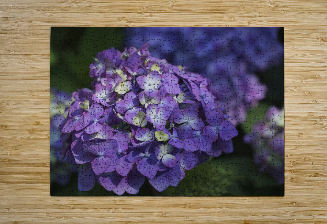 French Hydrangea Suzanne Bonin Puzzle printing