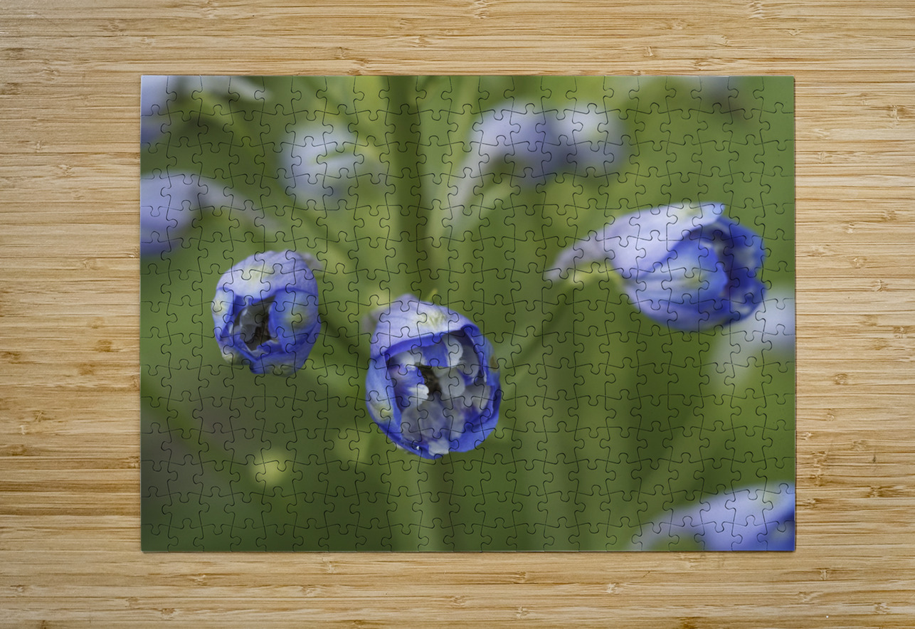 Blue Delphinium Buds Suzanne Bonin Puzzle printing