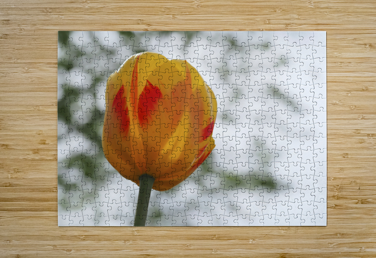 Red and Yellow Tulip Suzanne Bonin Puzzle printing