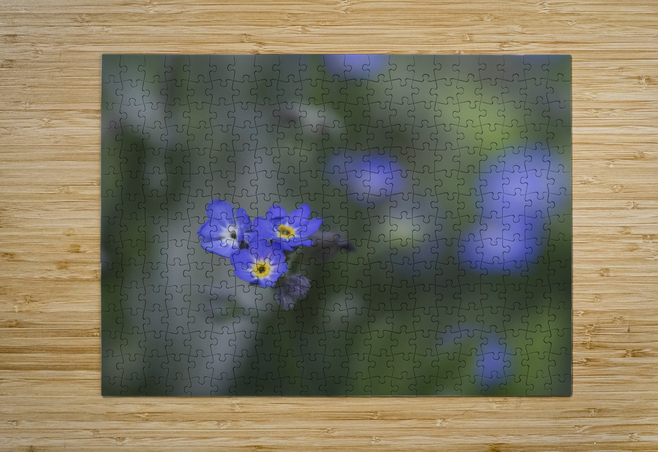 Myosotis Sylvatica Suzanne Bonin Puzzle printing