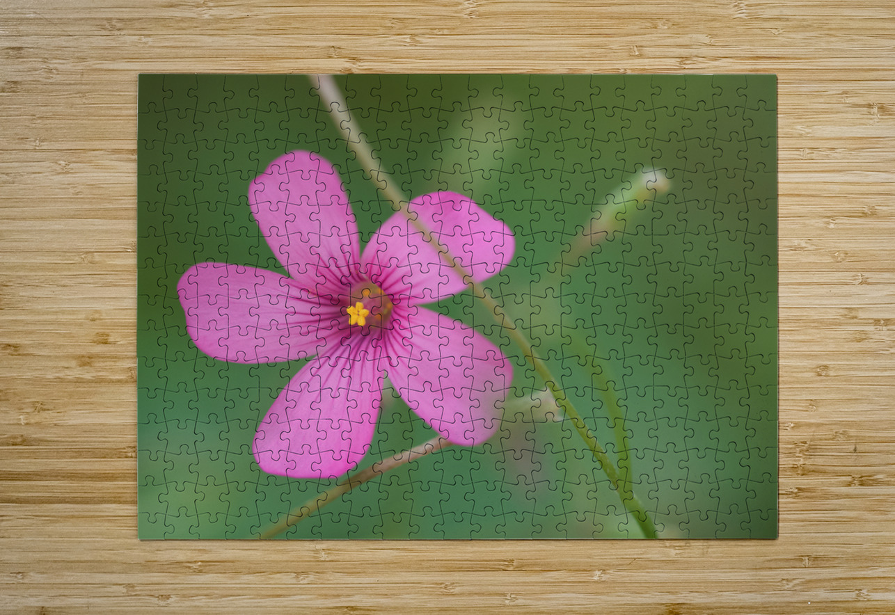 Pink Splash Suzanne Bonin Puzzle printing