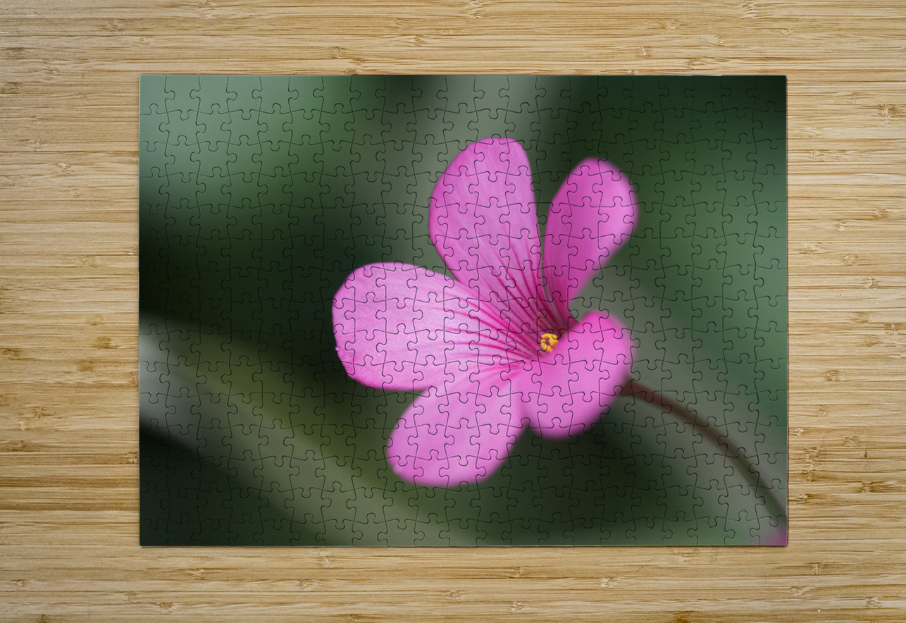 Splash Of Color Suzanne Bonin Puzzle printing