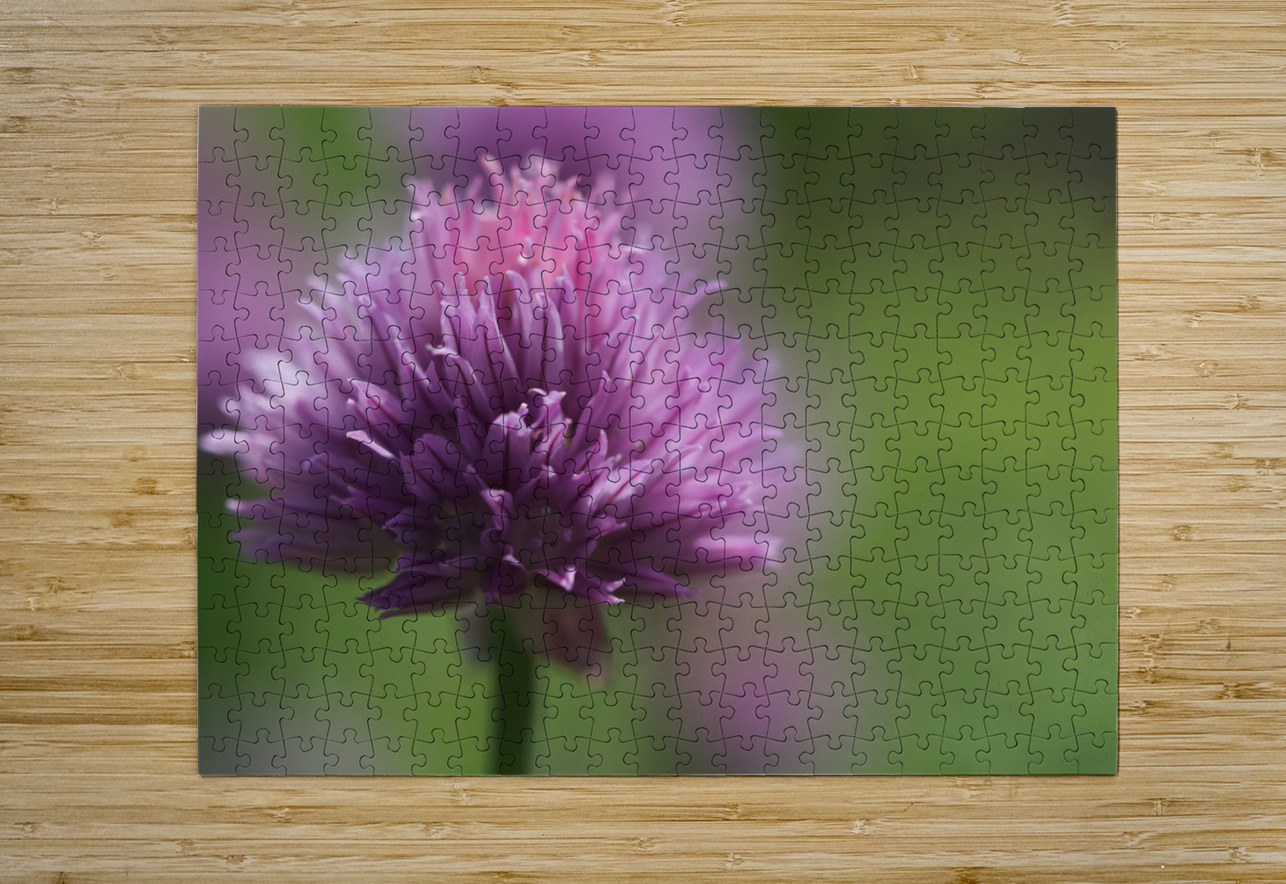 Chive Blossom Suzanne Bonin Puzzle printing