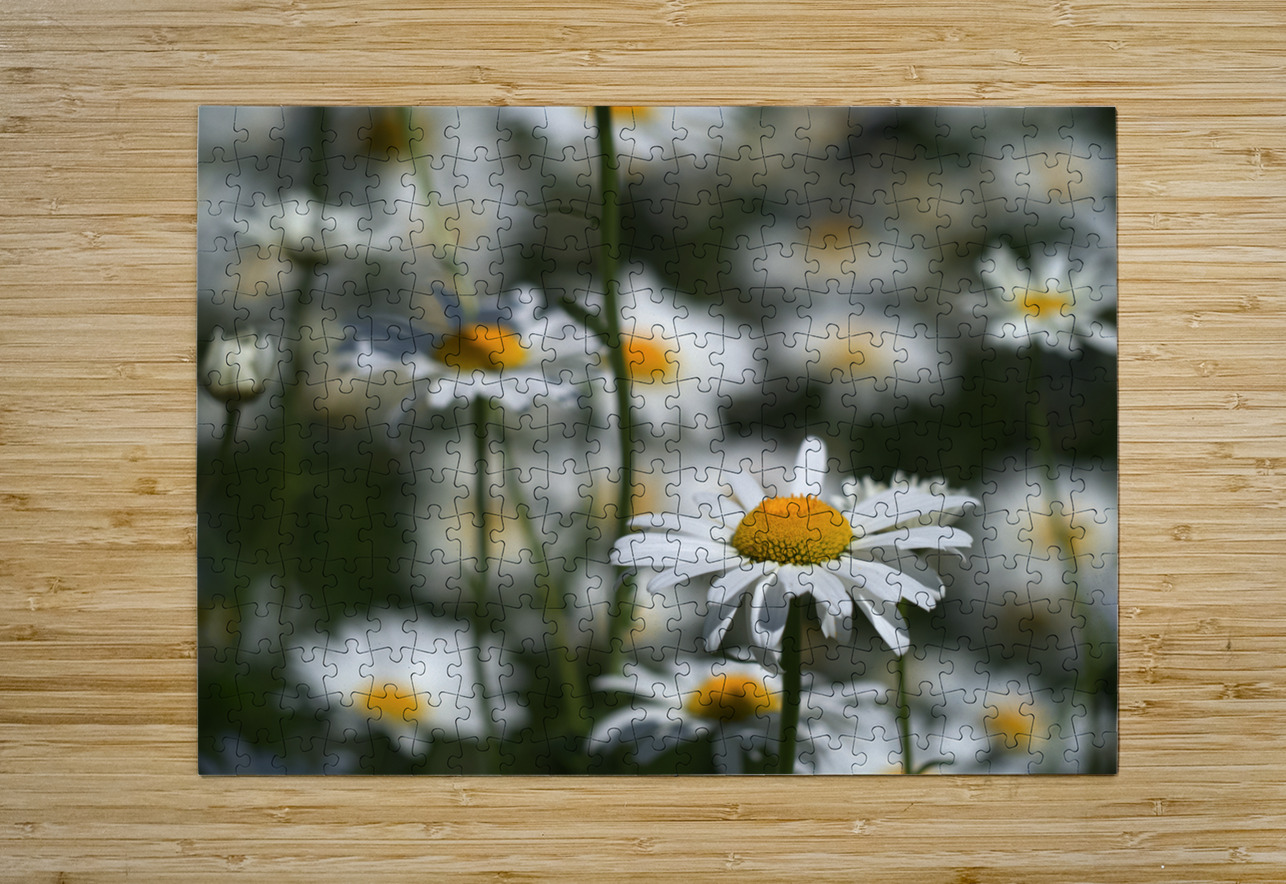 White Daisies Suzanne Bonin Puzzle printing
