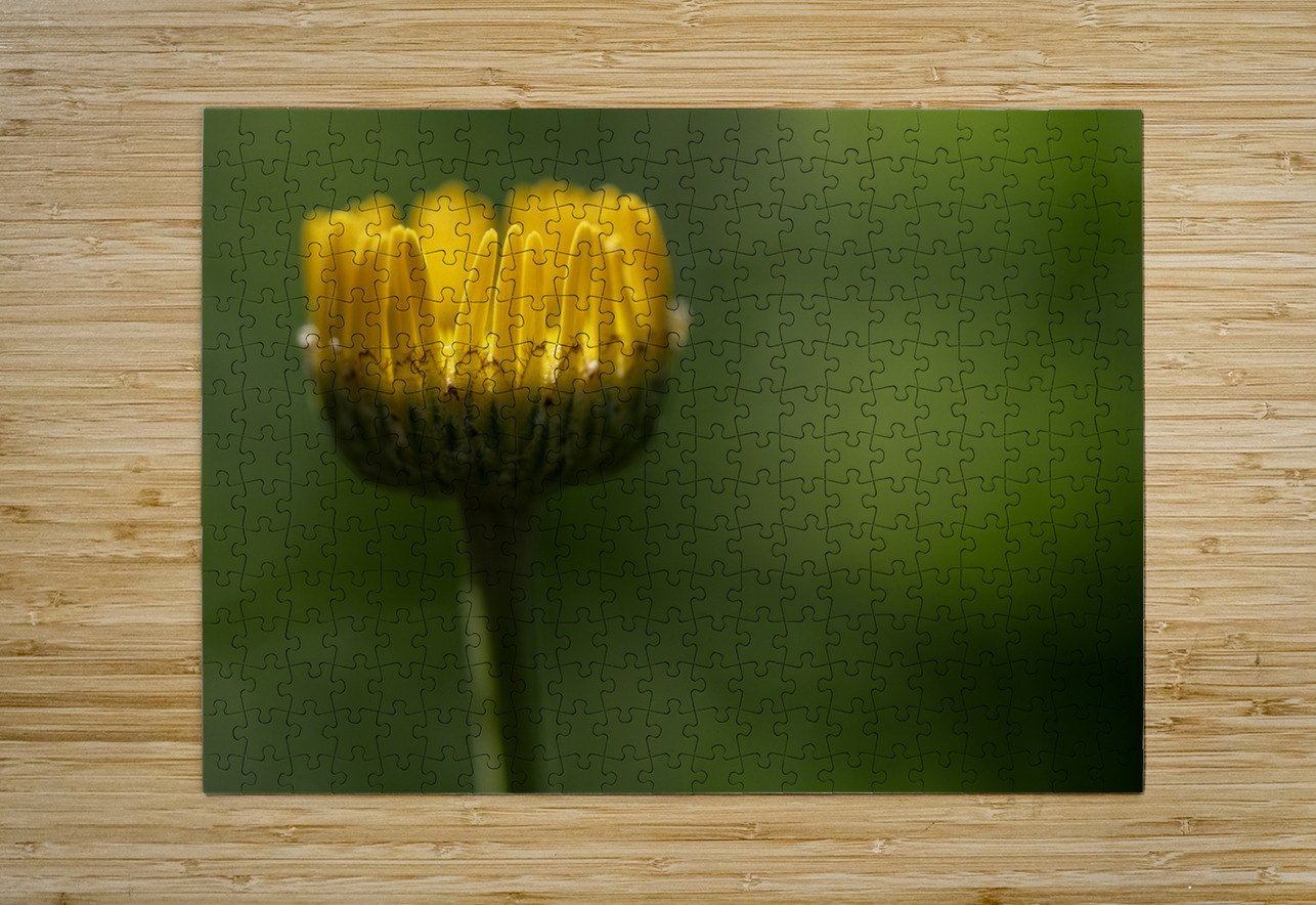 Pizazz Suzanne Bonin Puzzle printing