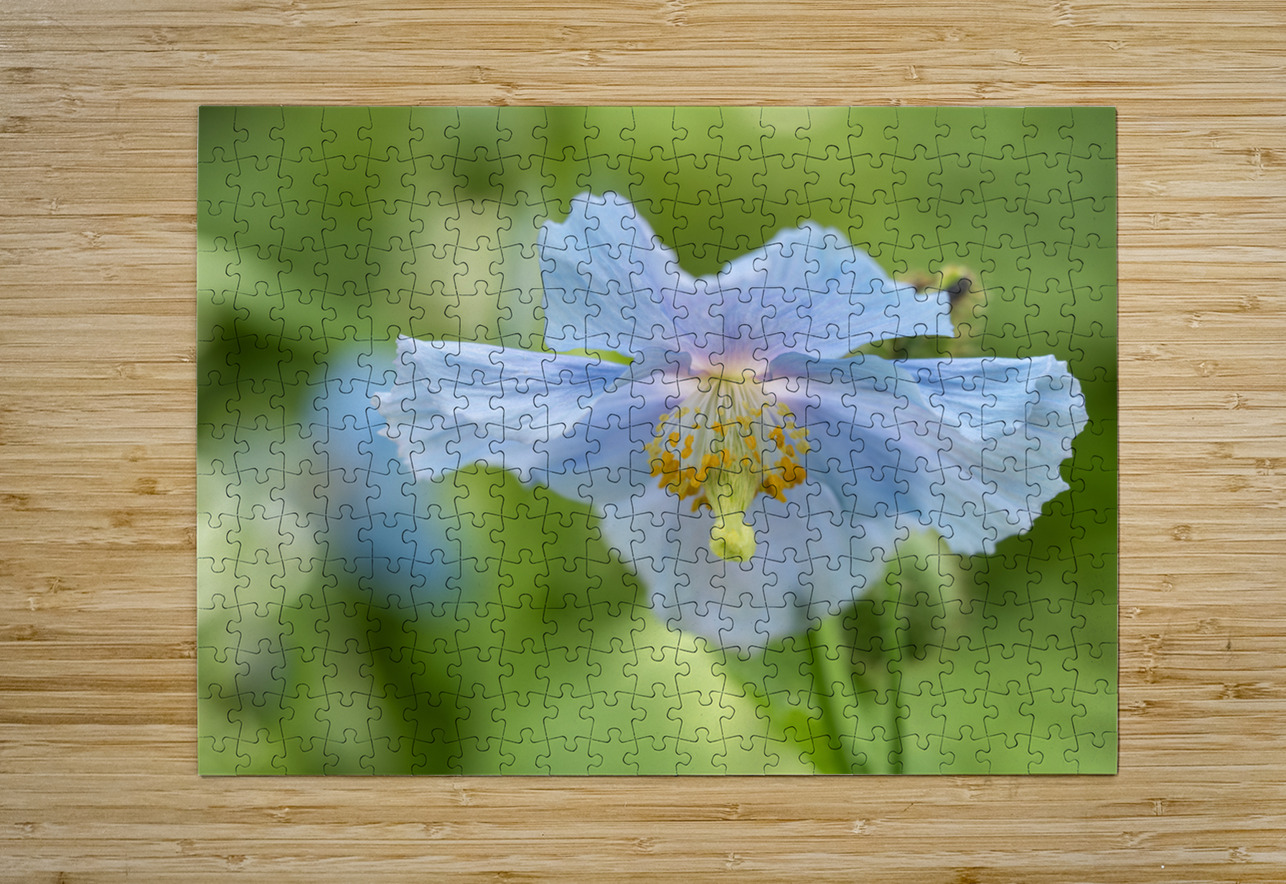Himalayan Blue Poppy Suzanne Bonin Puzzle printing