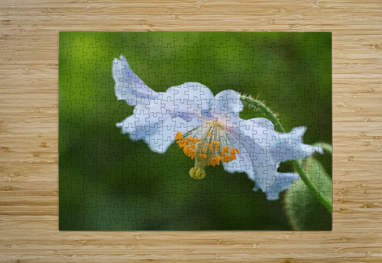 Himalayan Poppy Suzanne Bonin Puzzle printing