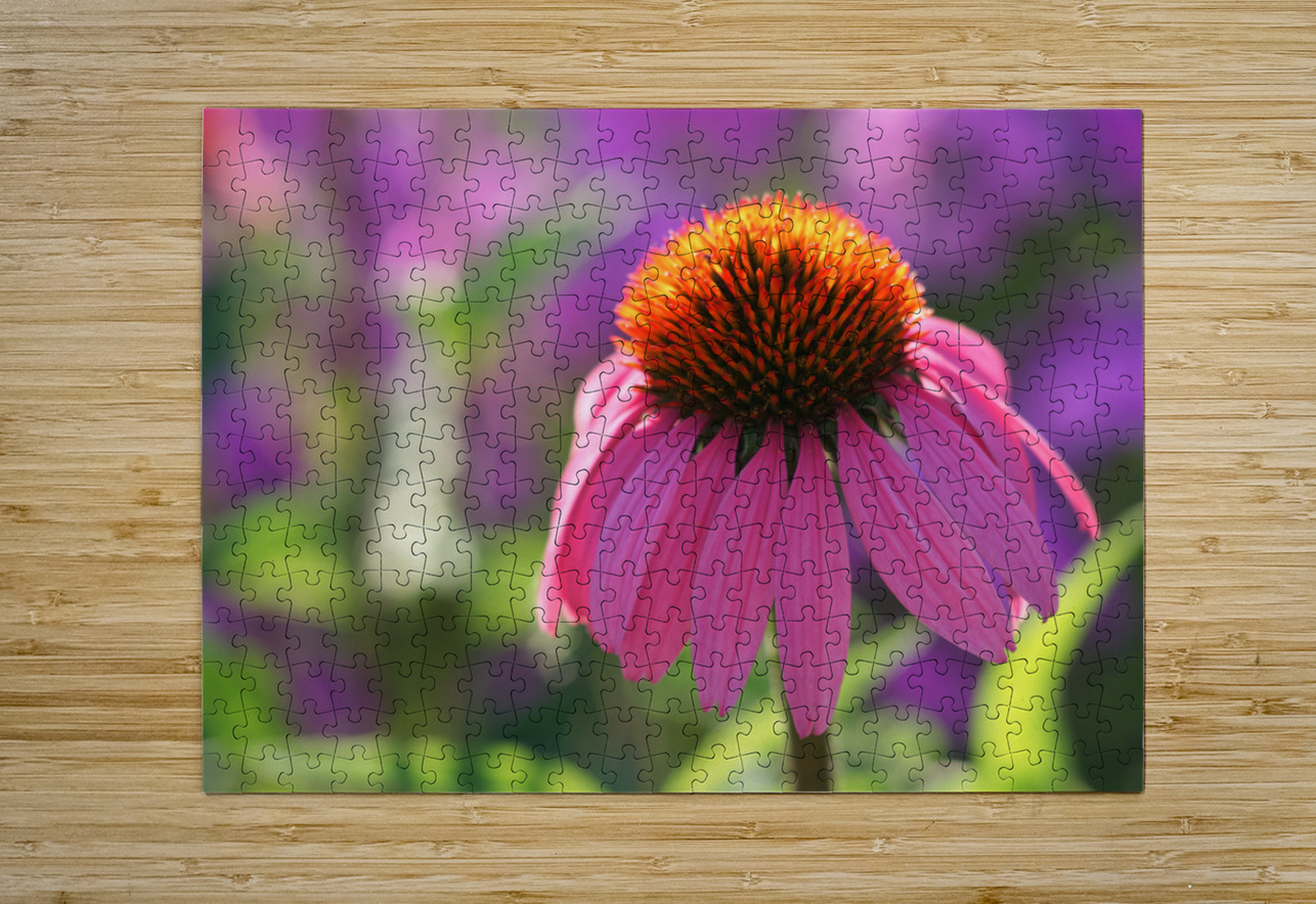 Purple Coneflower Suzanne Bonin Puzzle printing