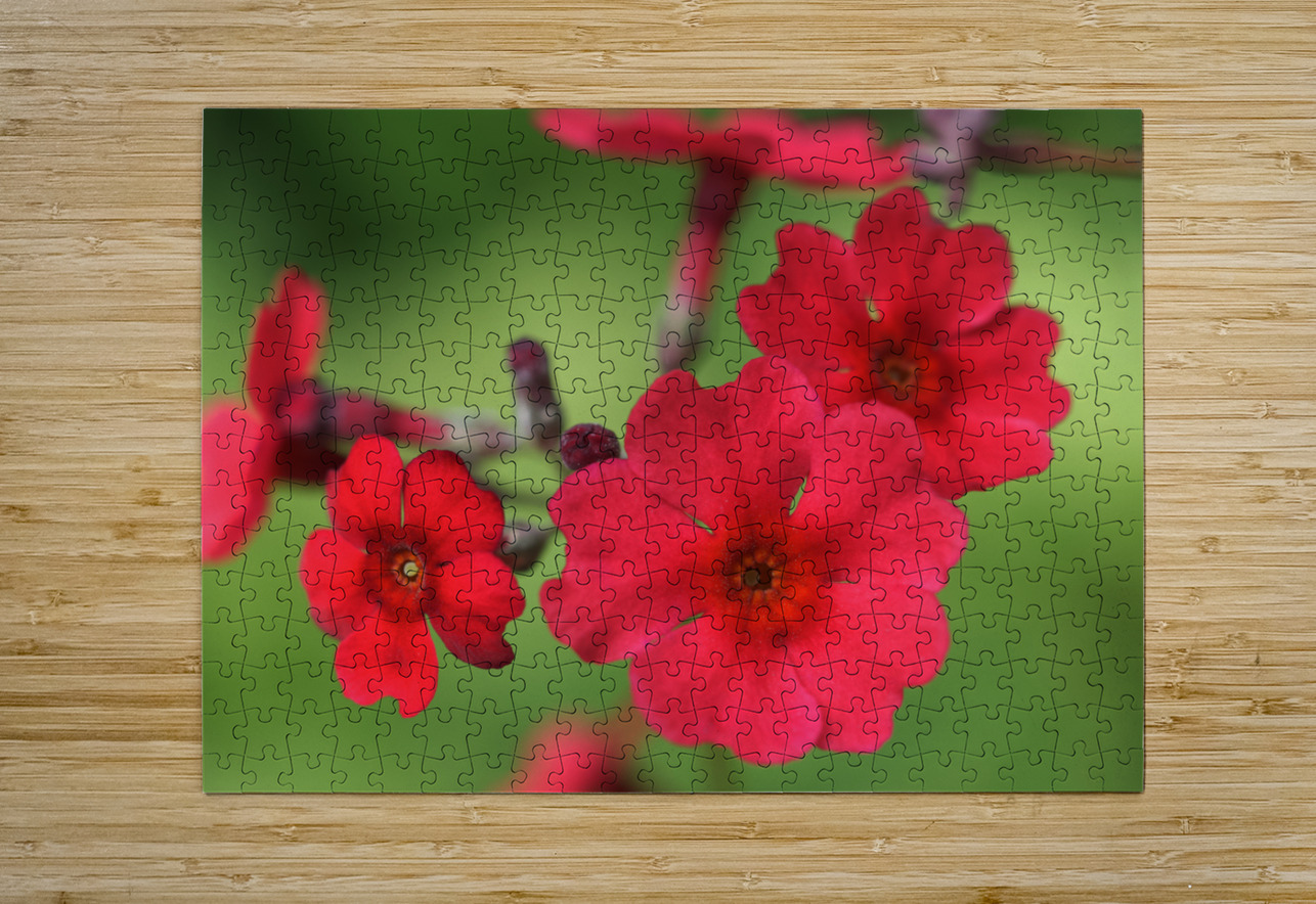 Japanese Primrose Suzanne Bonin Puzzle printing