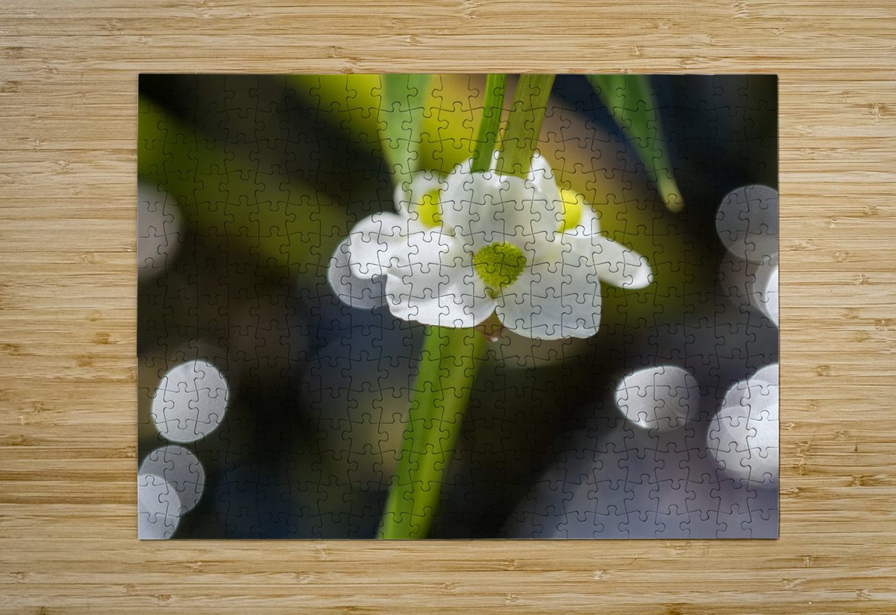 Threeleaf Arrowhead Suzanne Bonin Puzzle printing