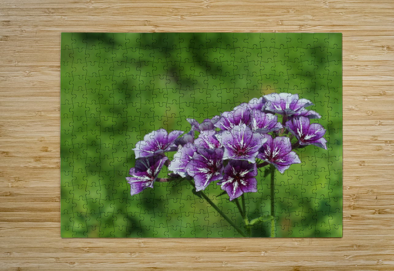 Phlox Bouquet Suzanne Bonin Puzzle printing