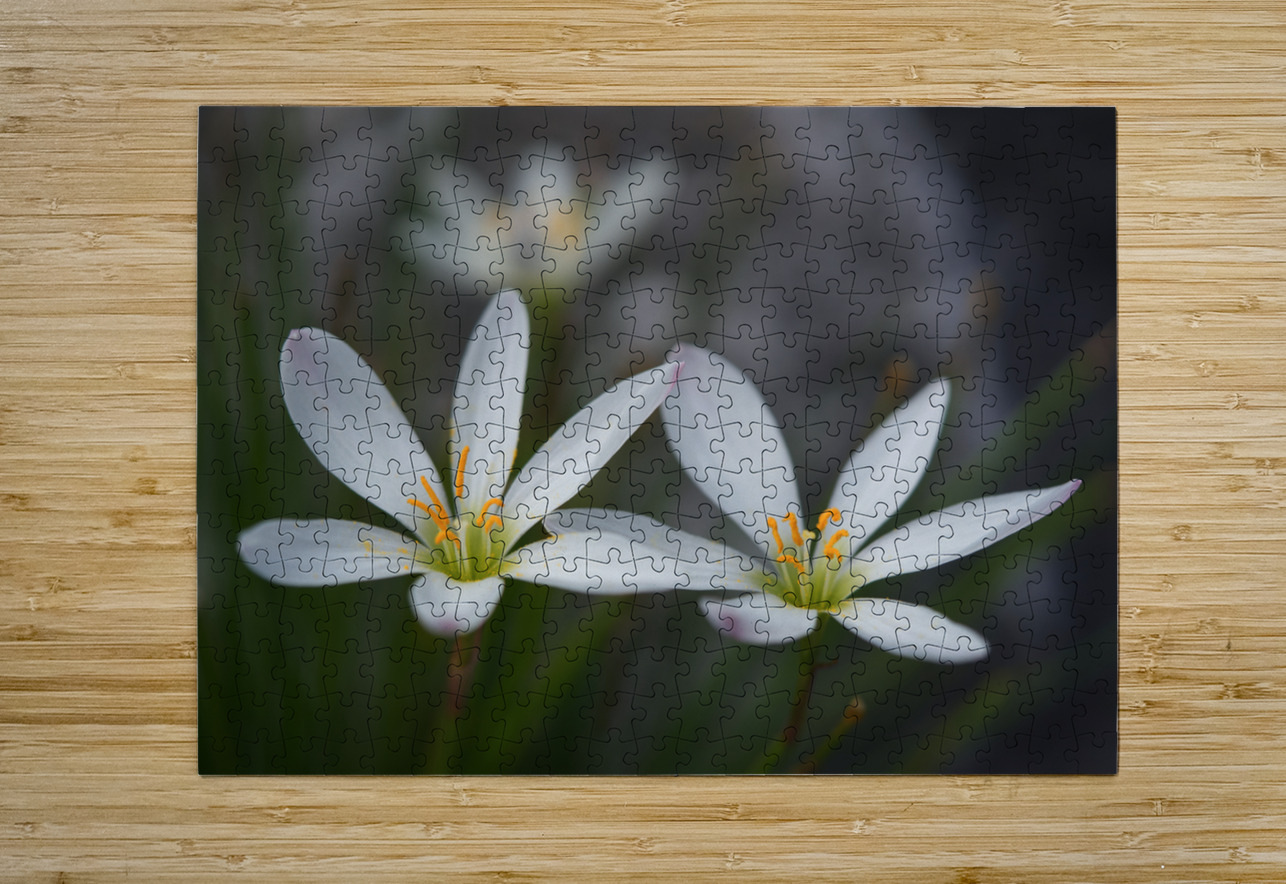 Swamp Lily Suzanne Bonin Puzzle printing