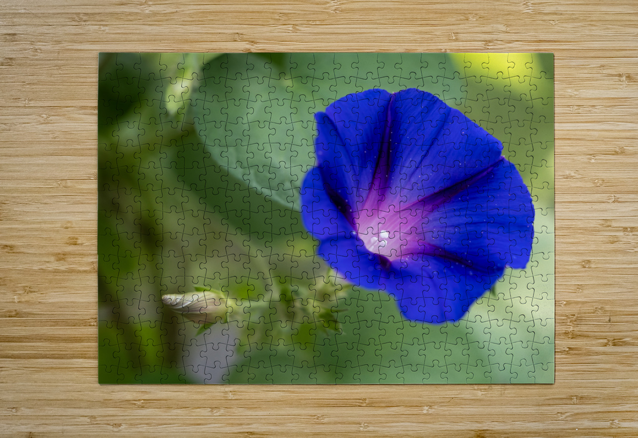 Purple Morning Glory with bud Suzanne Bonin Puzzle printing