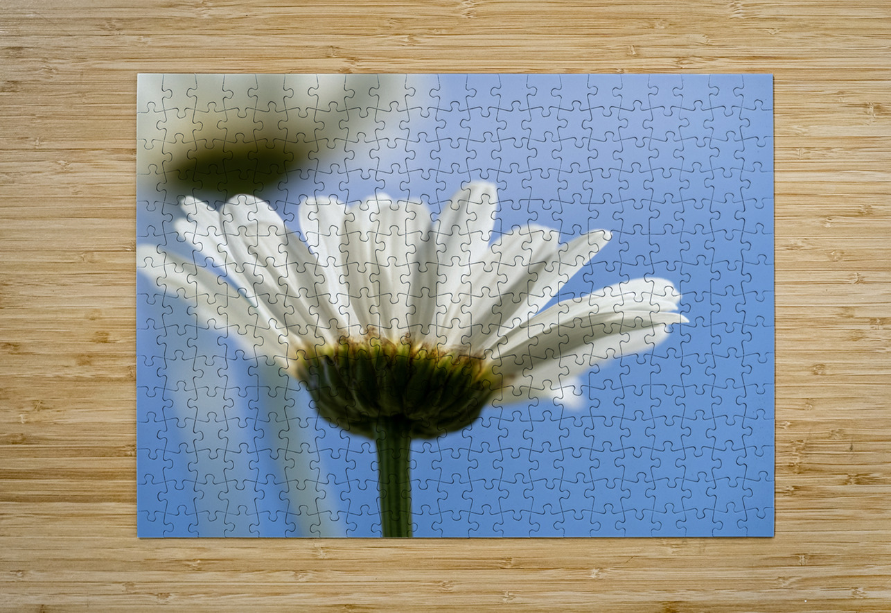 Oxeye Daisies Suzanne Bonin Puzzle printing
