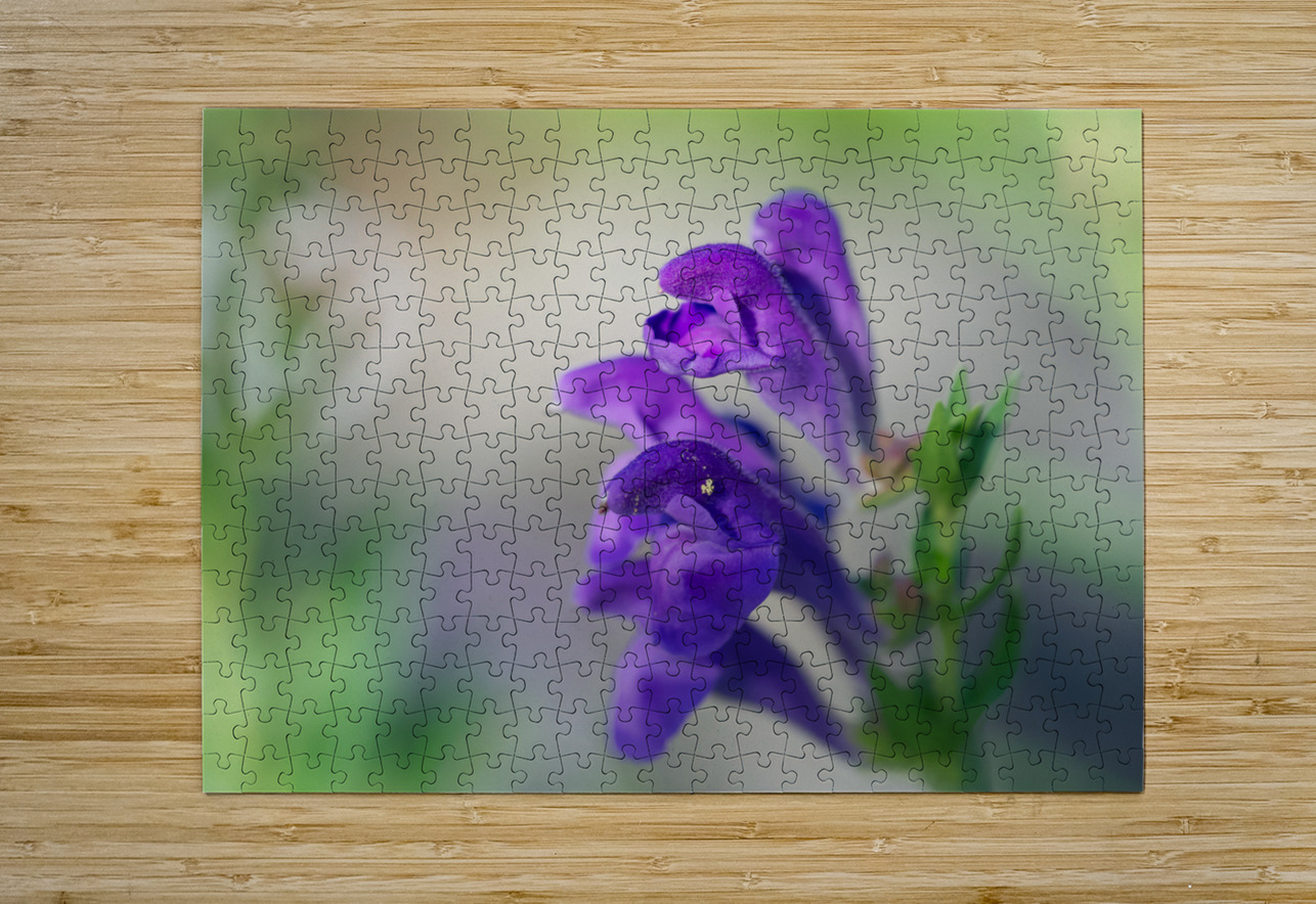 Teasers Suzanne Bonin Puzzle printing