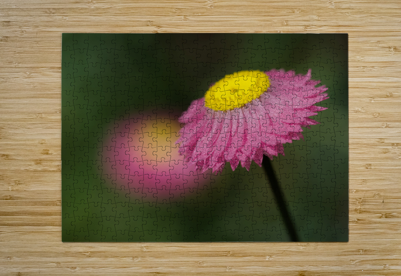 Strawflower Suzanne Bonin Puzzle printing