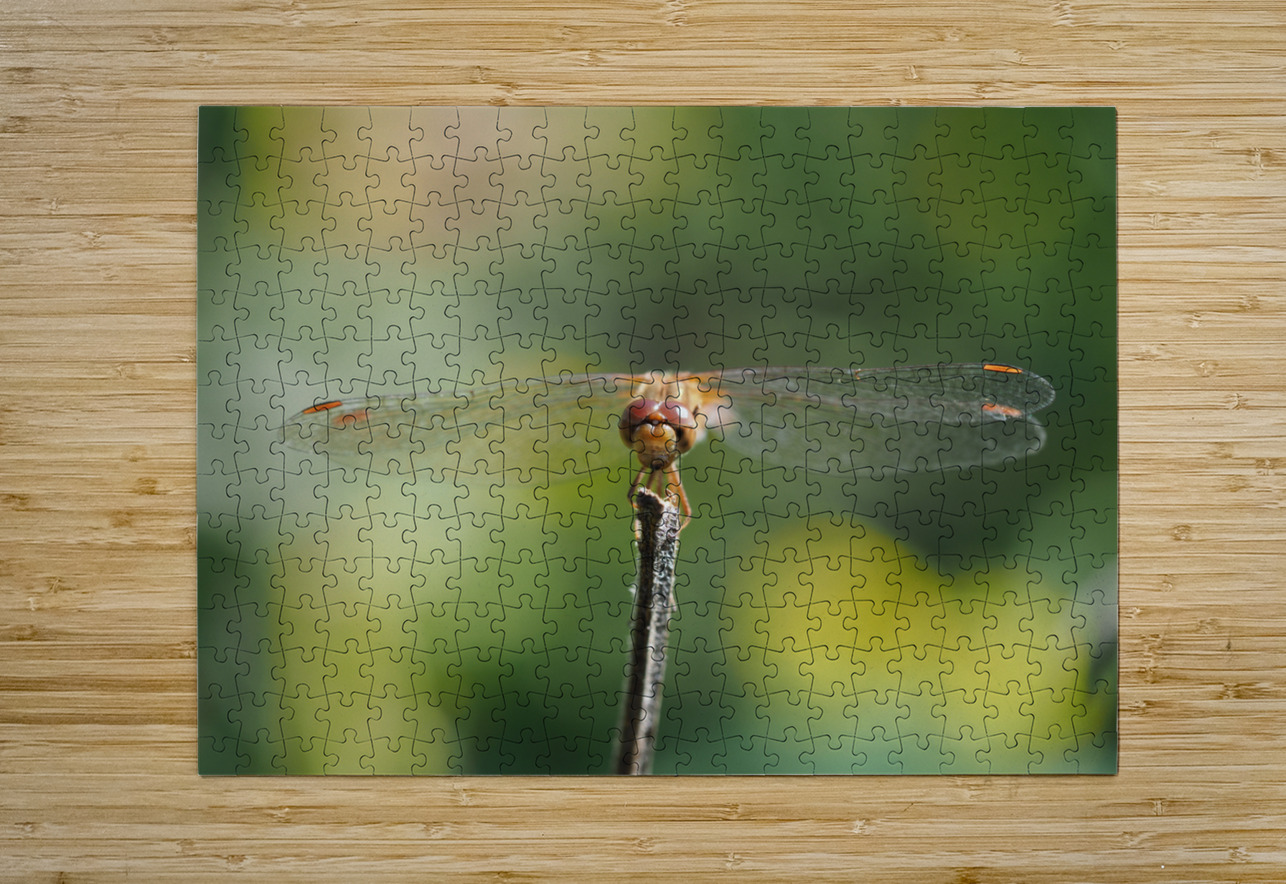 Dragonfly Suzanne Bonin Puzzle printing