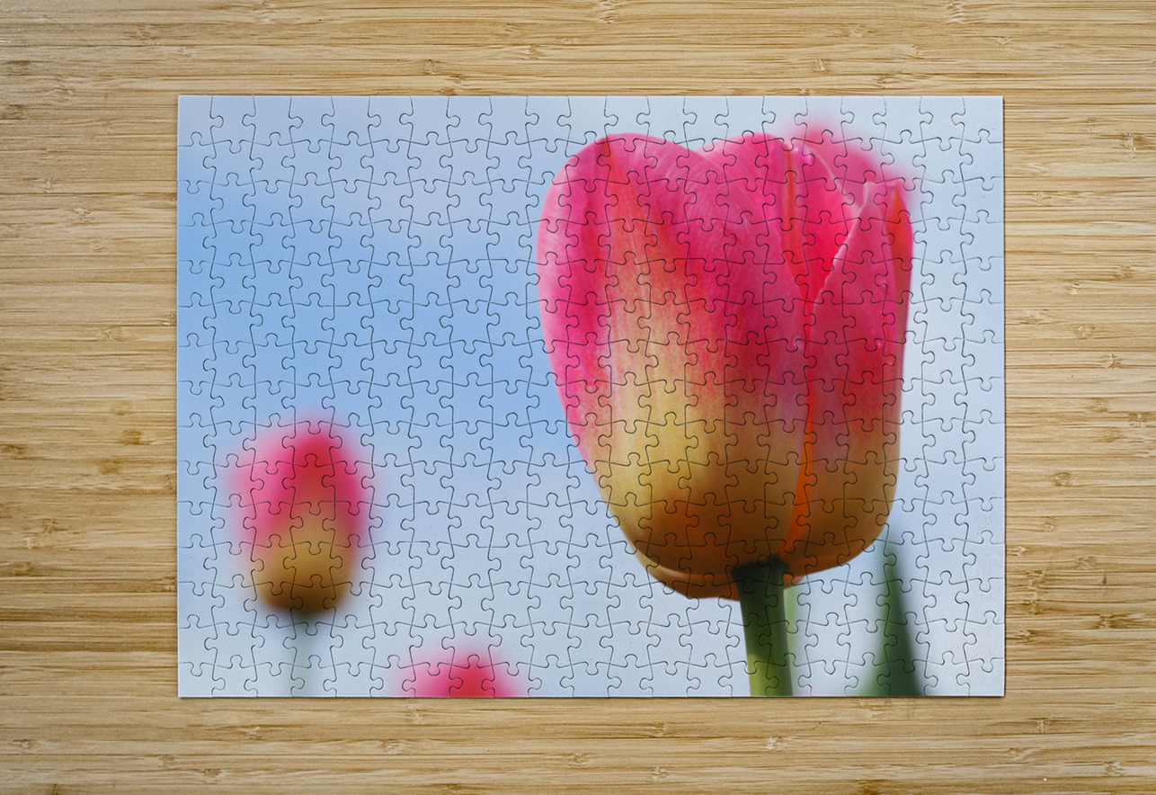 Pastel Tulips Suzanne Bonin Puzzle printing