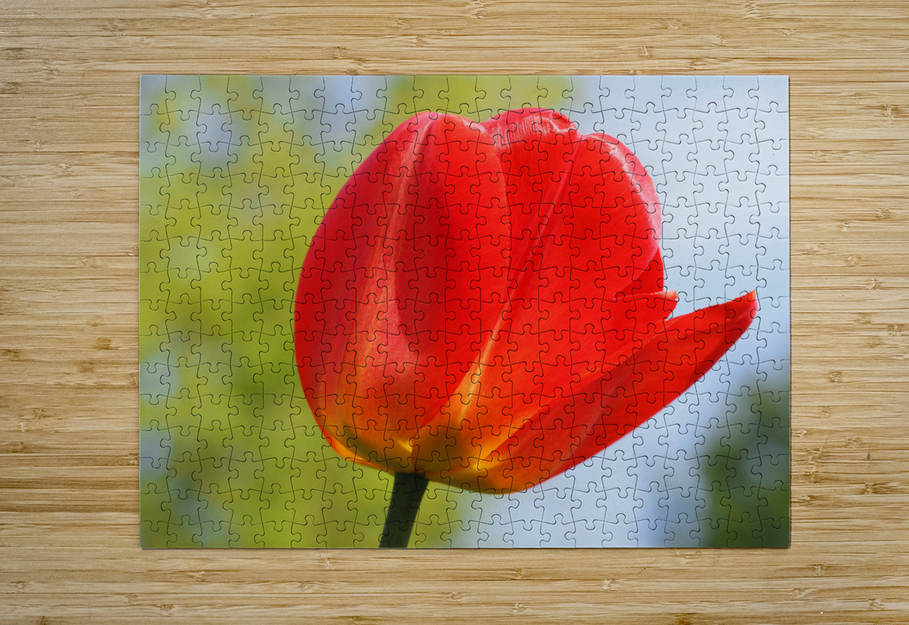 Pop of Color Suzanne Bonin Puzzle printing