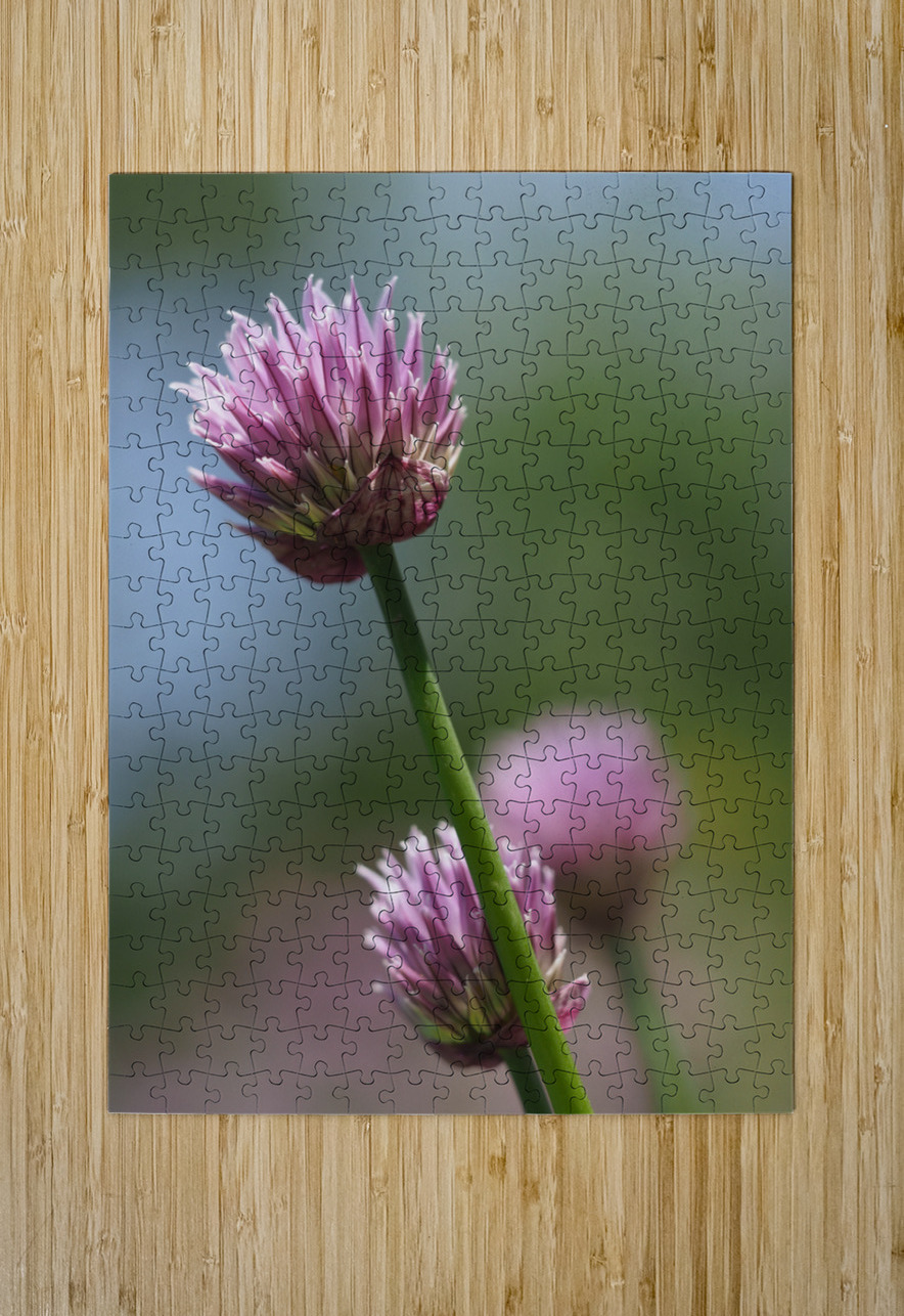 Pink Onion Suzanne Bonin Puzzle printing