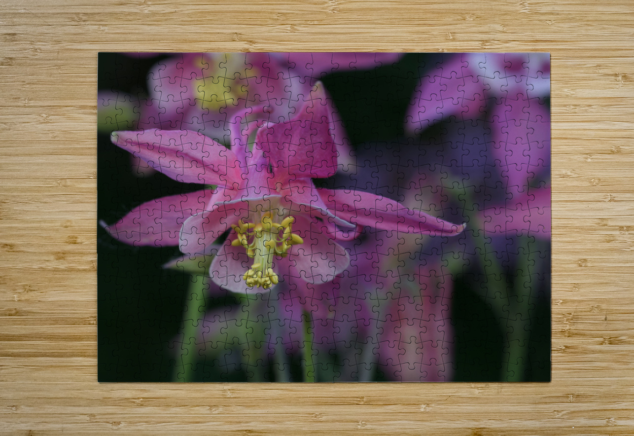 Darling Columbine Suzanne Bonin Puzzle printing