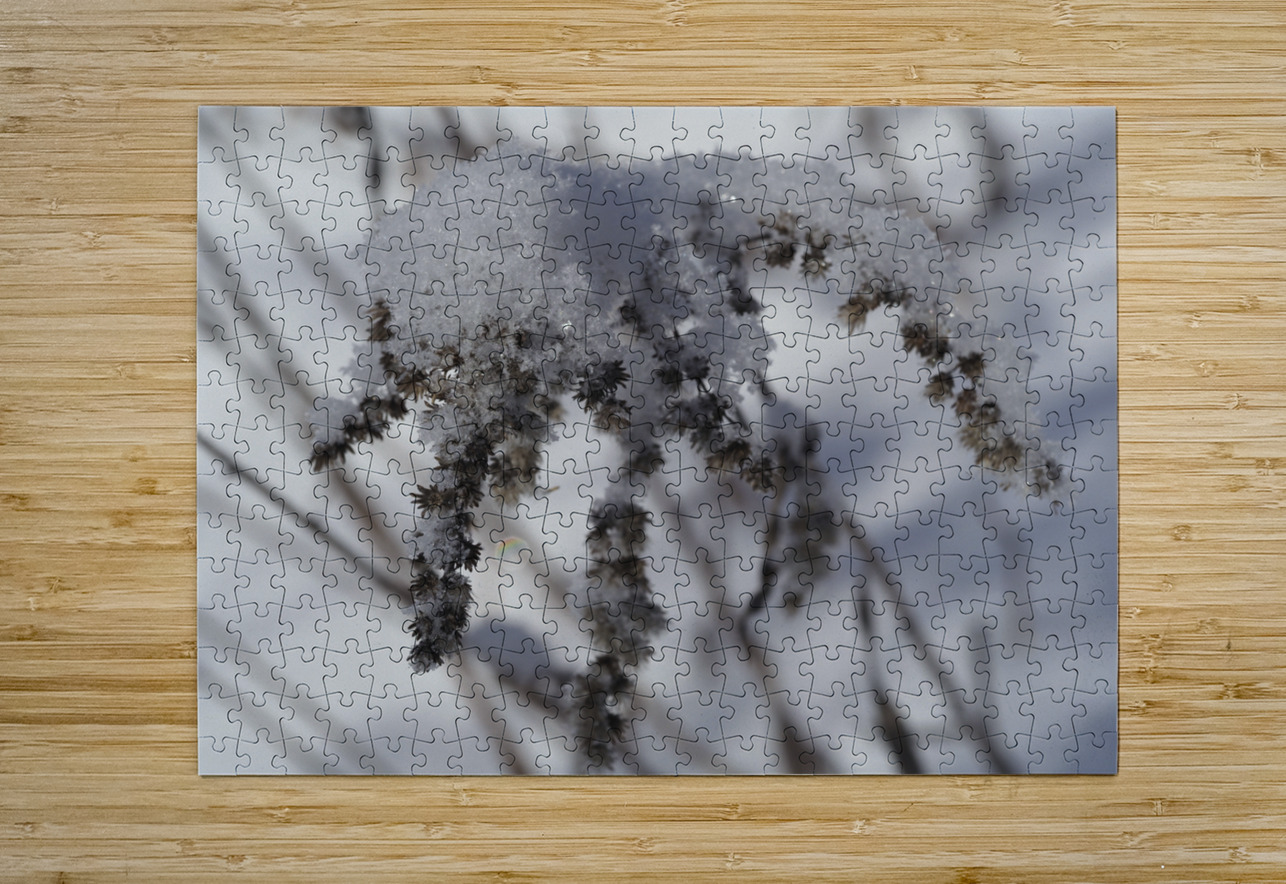 Frozen Goldenrod Suzanne Bonin Puzzle printing