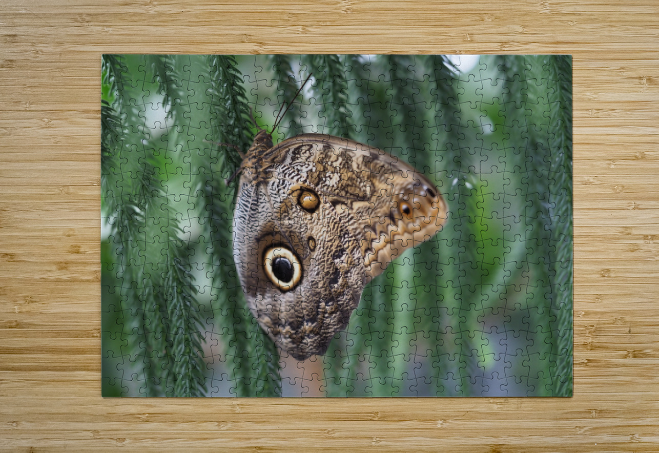 Owl Butterfly Suzanne Bonin Puzzle printing