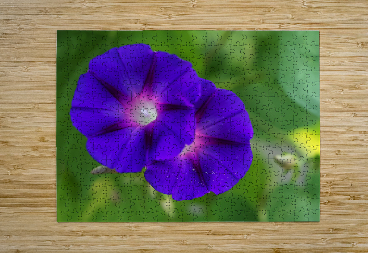 Purple Morning Glories Suzanne Bonin Puzzle printing