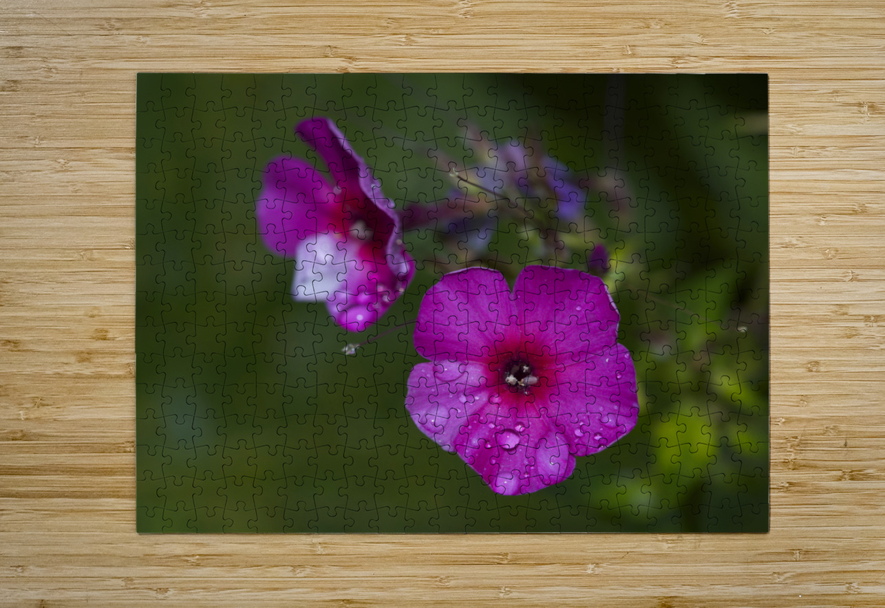 Garden Phlox with Droplets Suzanne Bonin Puzzle printing