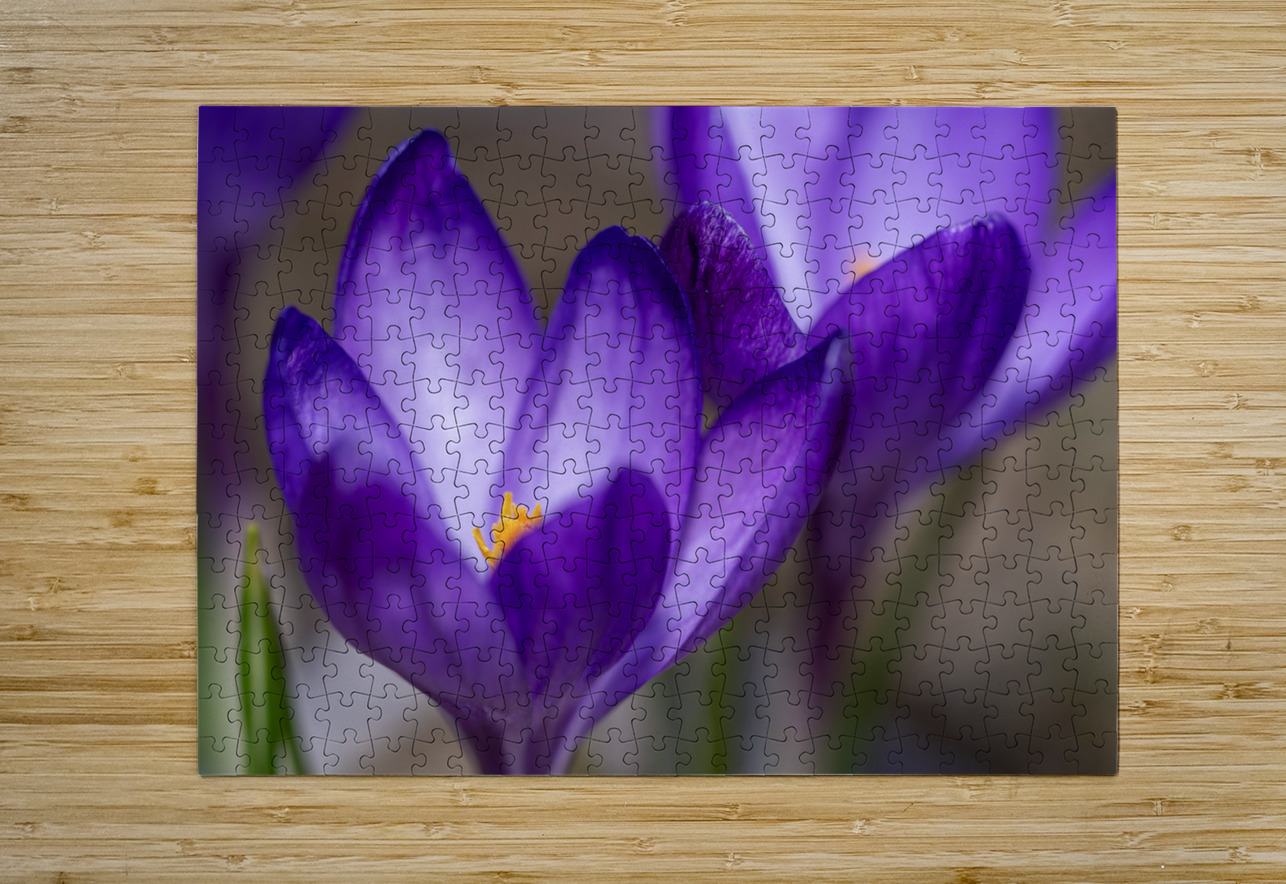 Crocus Closeup Suzanne Bonin Puzzle printing