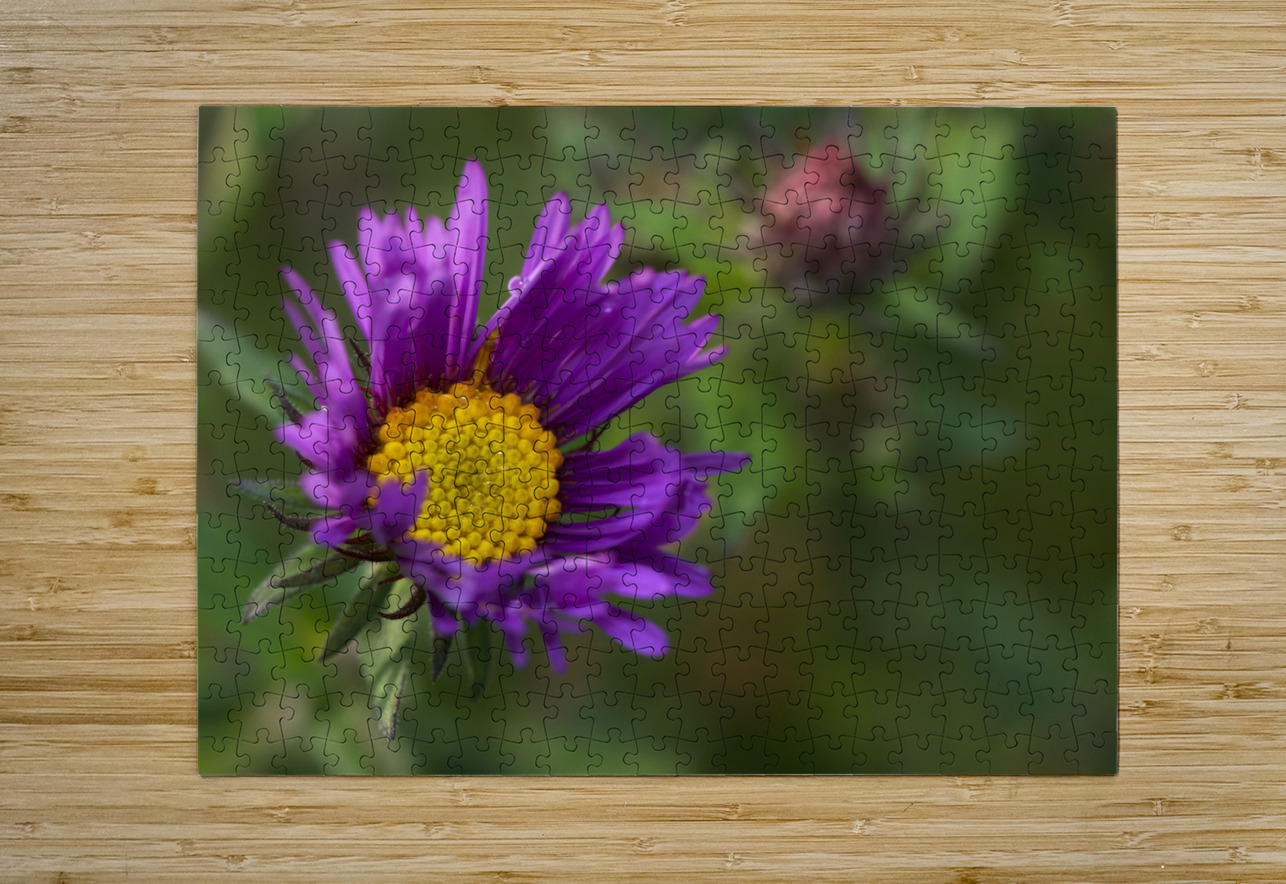 Alpine Aster Suzanne Bonin Puzzle printing