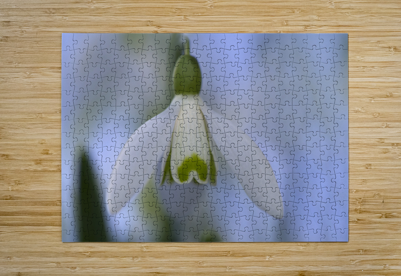 Snowdrop Bulb Suzanne Bonin Puzzle printing
