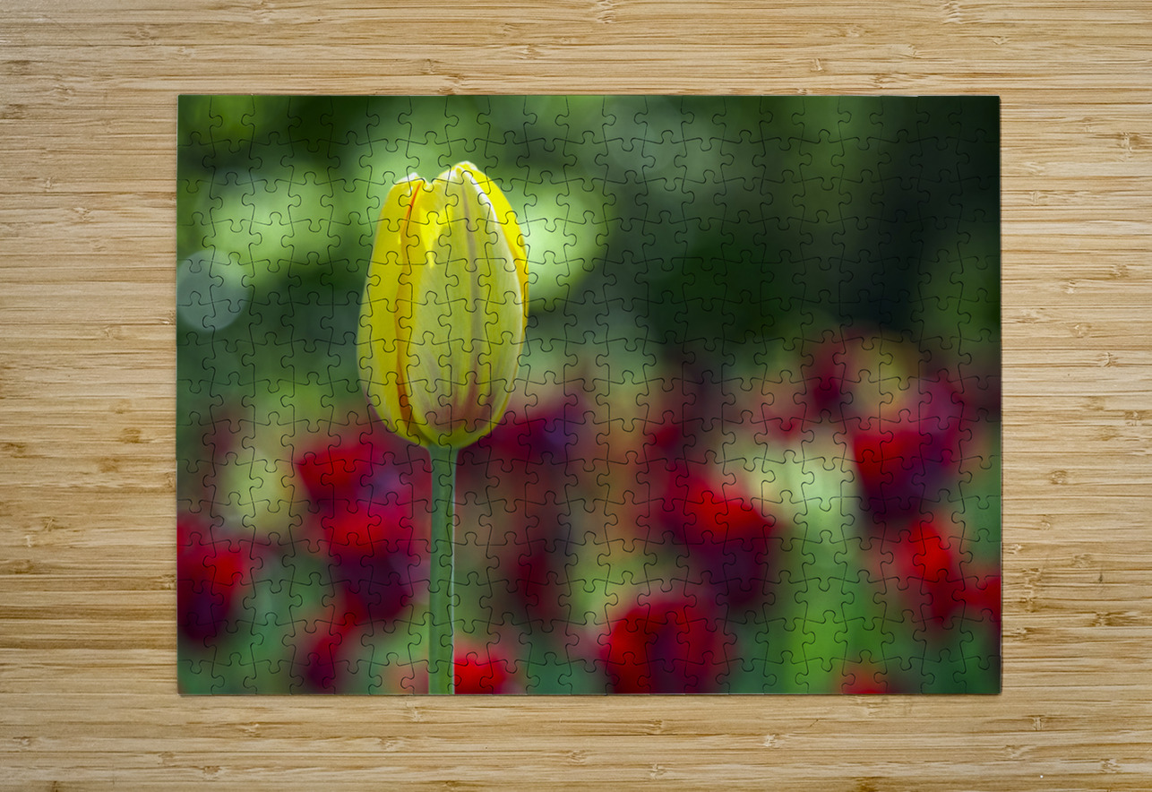 The Yellow One Suzanne Bonin Puzzle printing