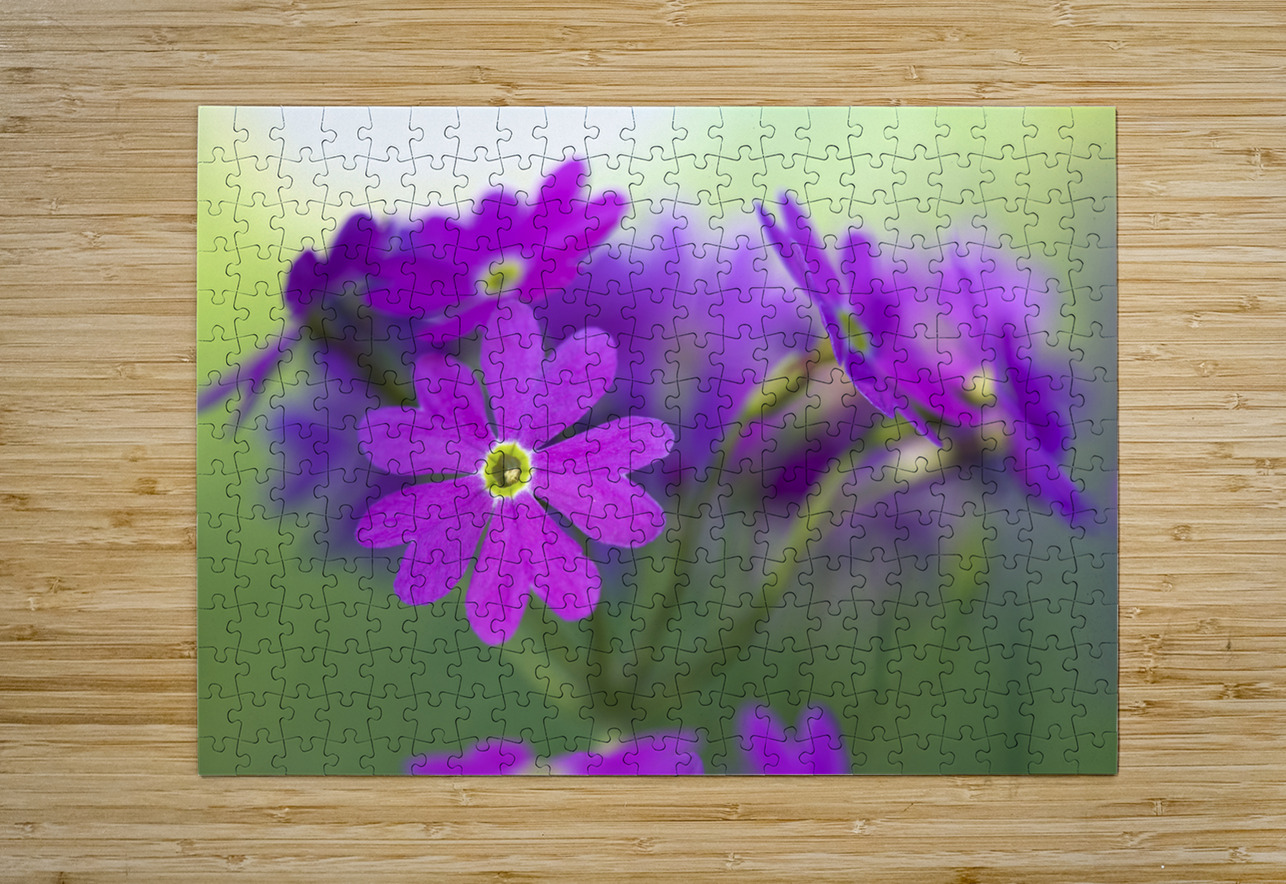 Primula Closeup Suzanne Bonin Puzzle printing
