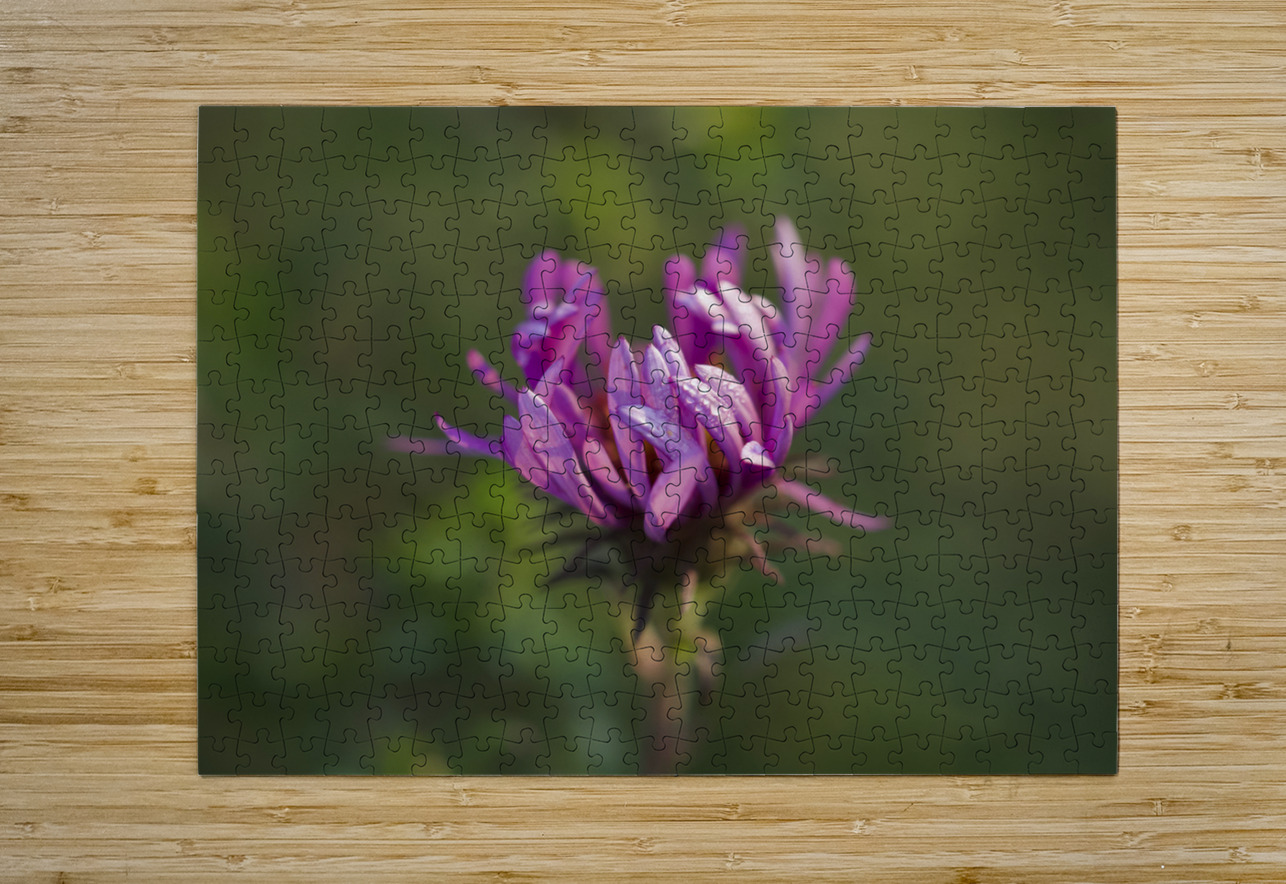 Aster in the Morning Suzanne Bonin Puzzle printing