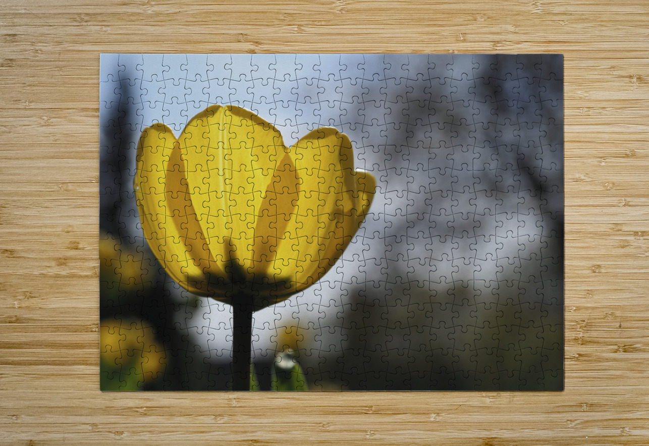 Yellow Tulip Suzanne Bonin Puzzle printing