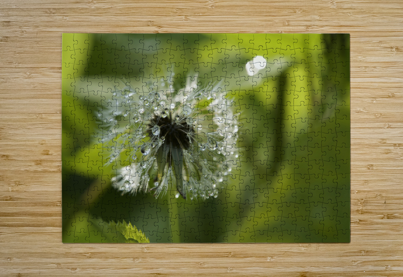 Dandelion with Droplets Suzanne Bonin Puzzle printing