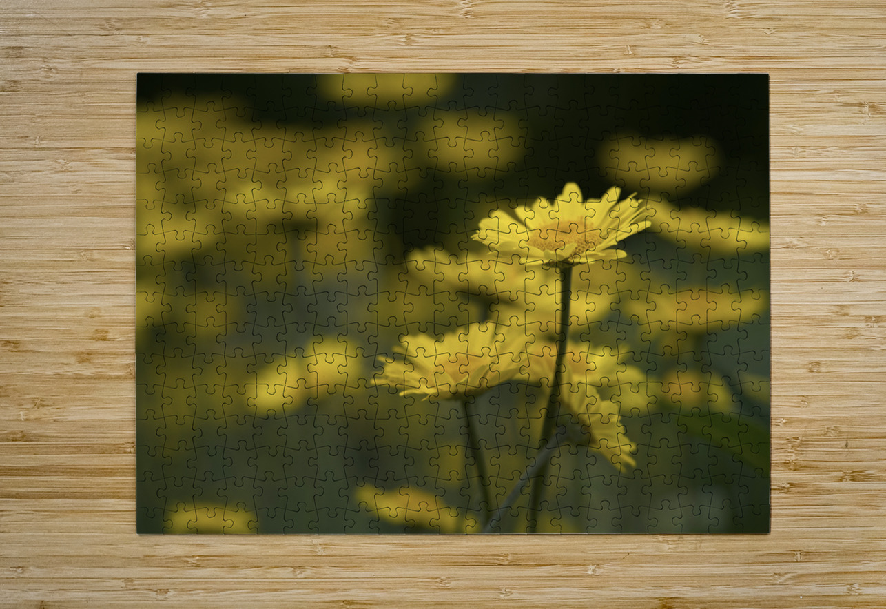 Field of Daisies Suzanne Bonin Puzzle printing