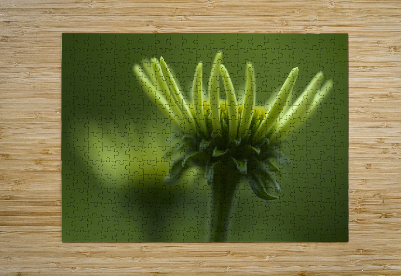 Blooming Coneflower Suzanne Bonin Puzzle printing