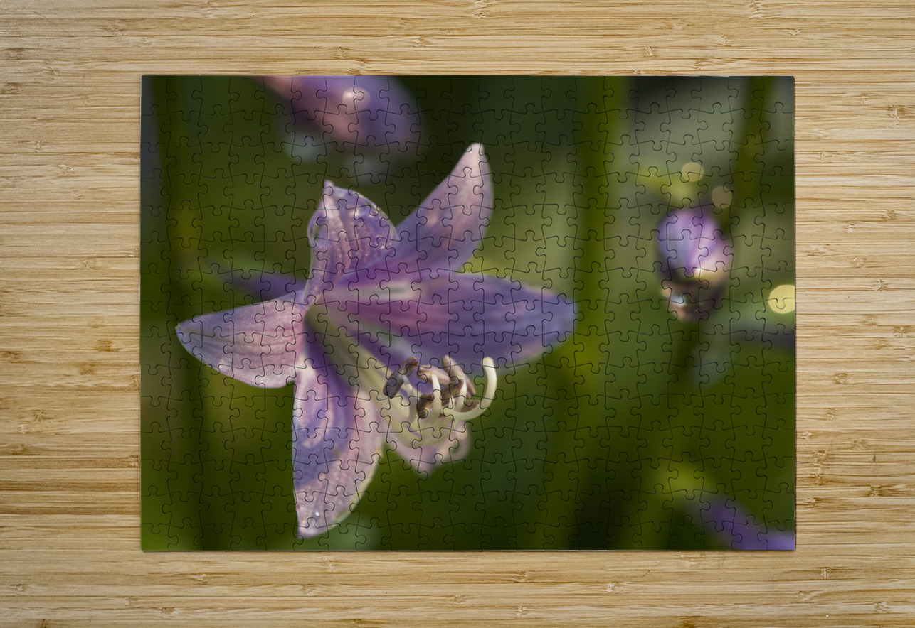 Hosta Flower Suzanne Bonin Puzzle printing