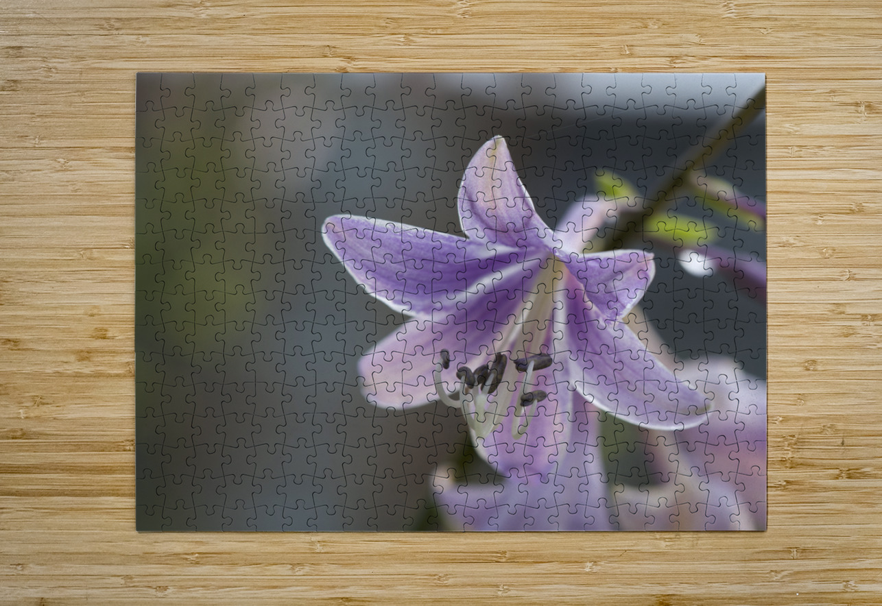 Hosta Closeup Suzanne Bonin Puzzle printing