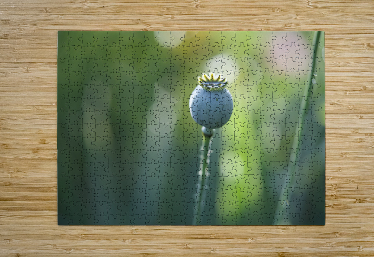 Opium Poppy Suzanne Bonin Puzzle printing