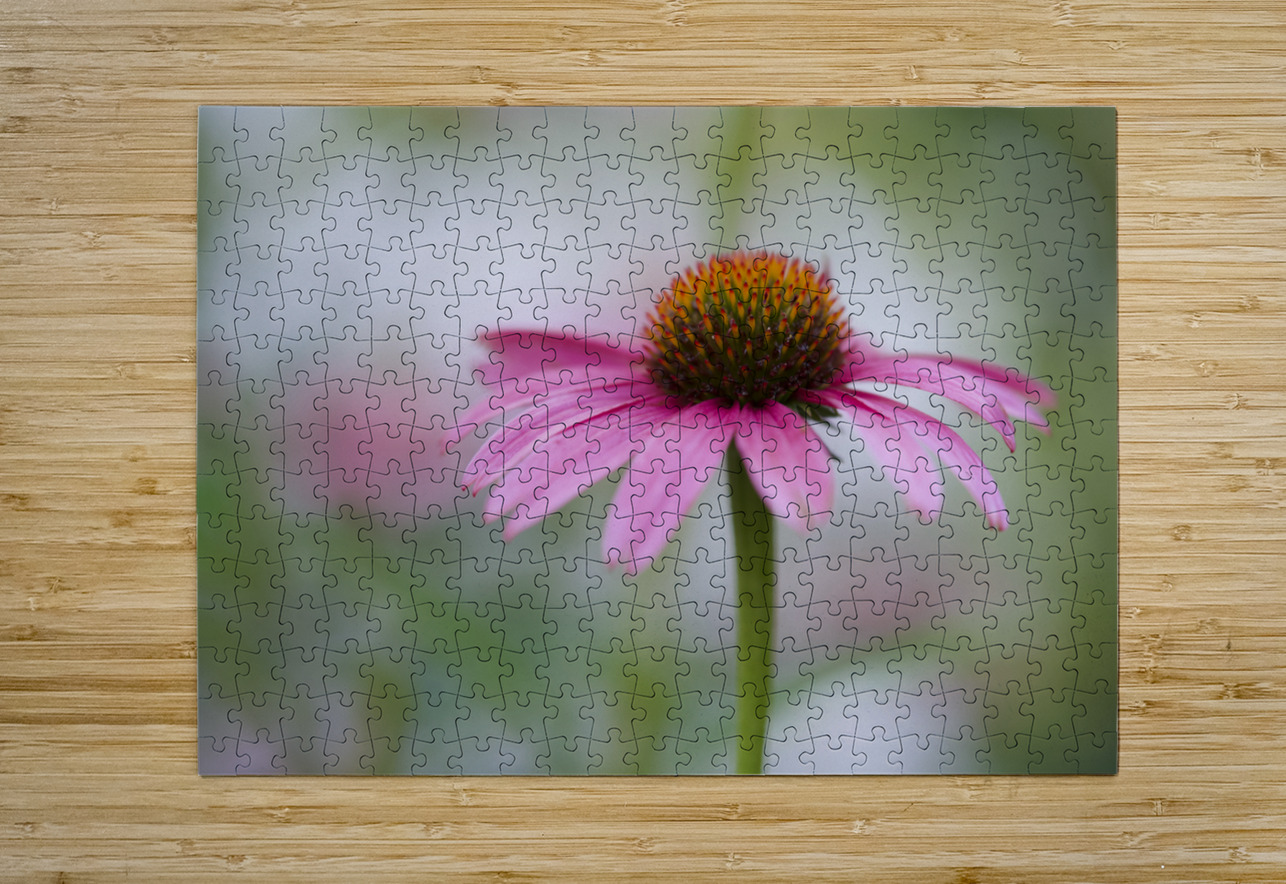Pink Echinacea Suzanne Bonin Puzzle printing