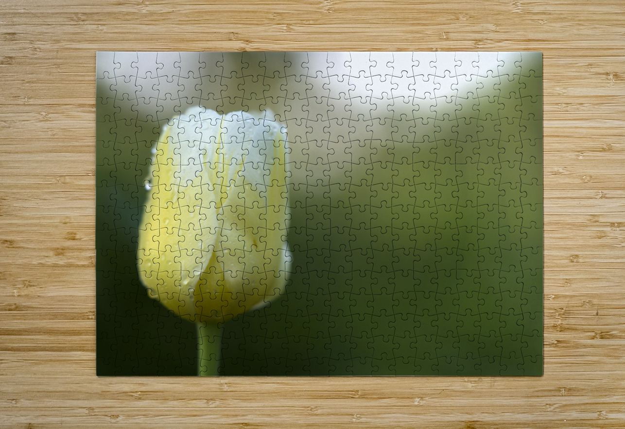 Yellow and White Tulip Suzanne Bonin Puzzle printing