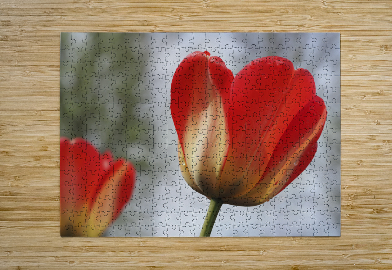 Leaning Tulip Suzanne Bonin Puzzle printing